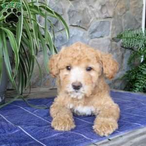 Alvin, Mini Aussiedoodle Puppy